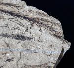 Doliostrobus taxiformis KVACEK 1971 - Bild © FossNet FossilienStore
